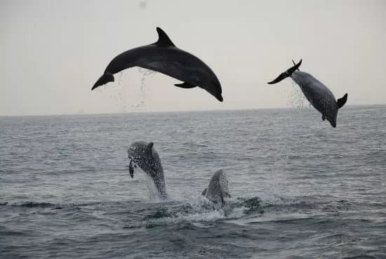 FIRMM Whale Watching