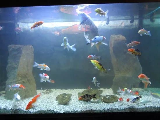 Aquarium Terrarium