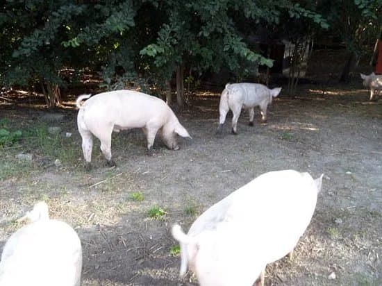 Familie Bofkont