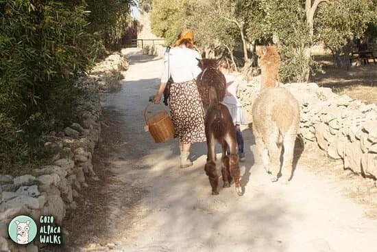 Gozo Alpaca Walks