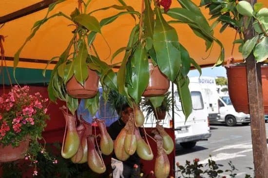 Market Vecindario
