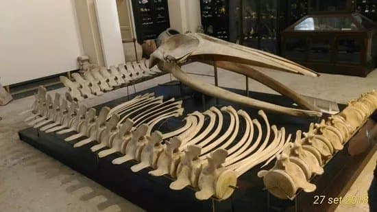 Museo Civico Emanuele Barba