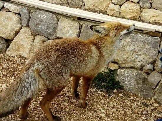 Zoo Del Pirineu