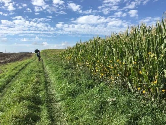Mawdesley Jubilee Trail