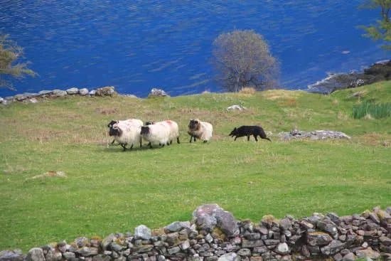 Killary Sheep Farm