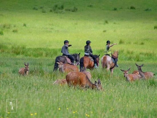 Killarney Riding Stables