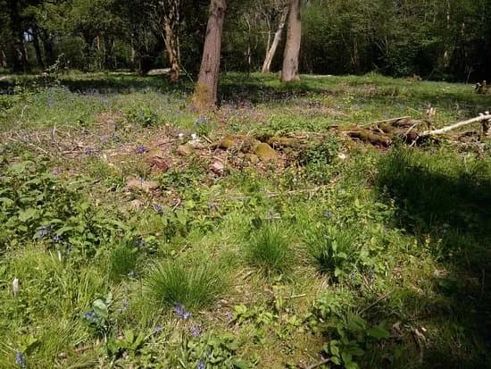 Wayland Wood