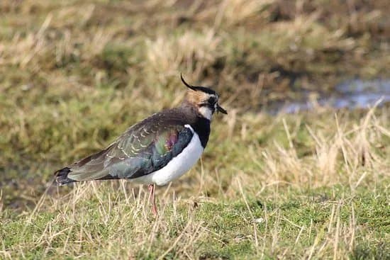 Elmley National Nature Reserve - Day Visit