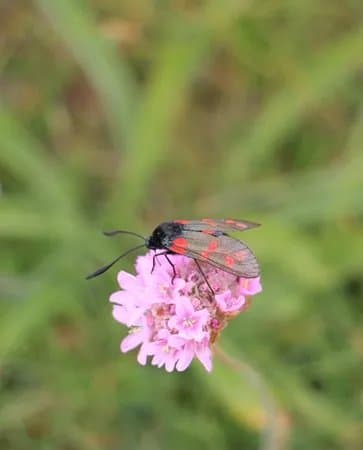 Scarlett Visitor Centre and Nature Trail