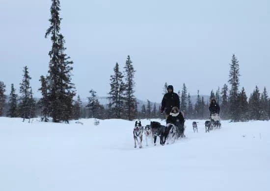 Kiruna Dogsled