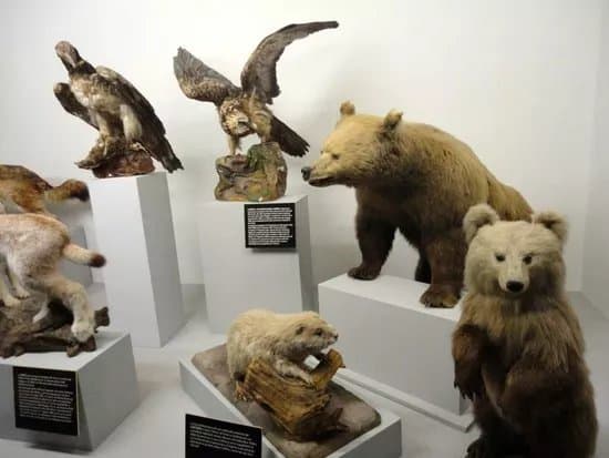 Museo Cantonale di Storia Naturale