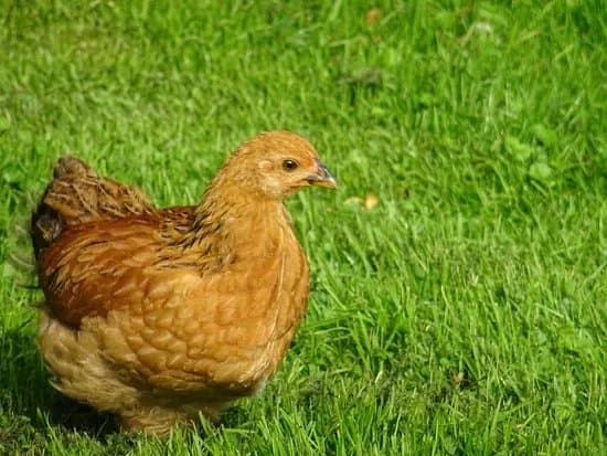 Woeste Weide Kinderboerderij, Natuurspeeltuin