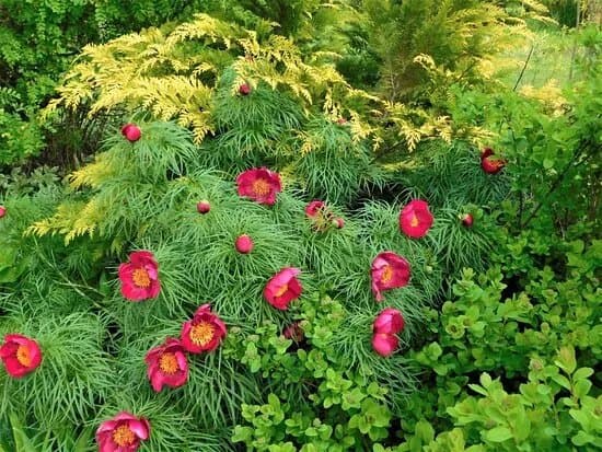 Mikko Farm "garden With Hearts"