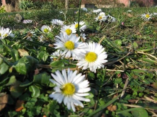 Der Weisse Garten
