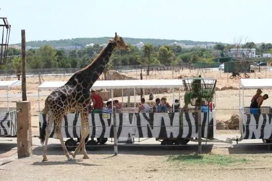 Safari Zoo Mallorca