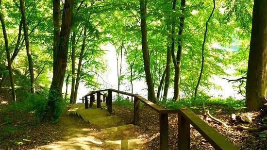 Beech Forest (Puszcza Bukowa), Szczecin