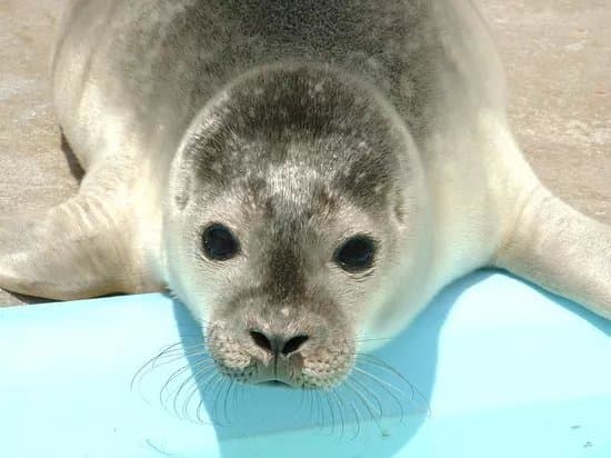 Natureland Seal Sanctuary