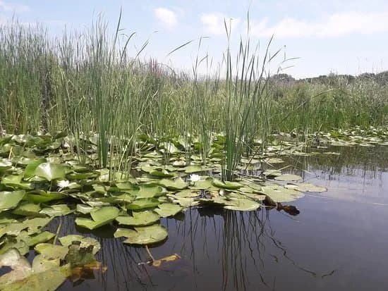 Special Nature Reserve Obedska Bara
