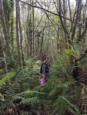 Balrath Woods