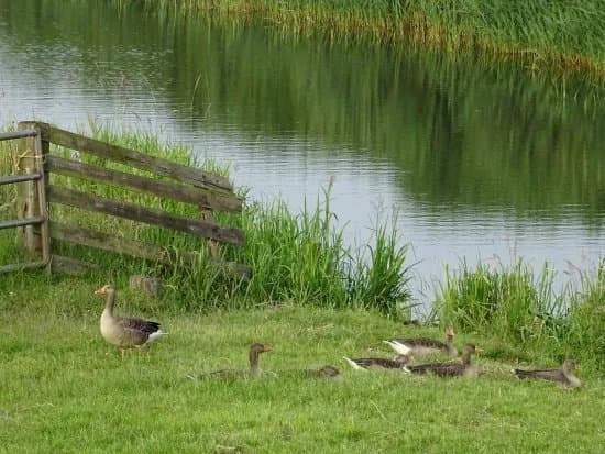 VogelInformatiecentrum Texel