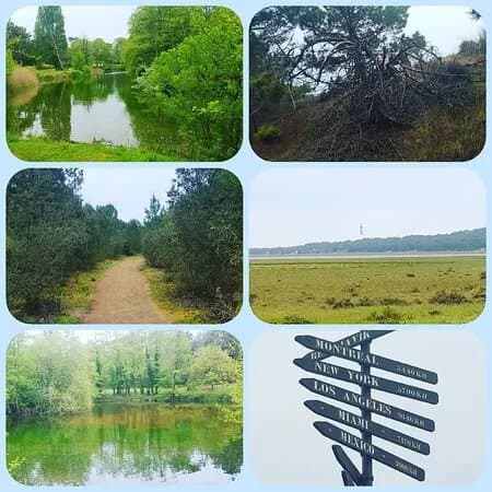 Foret de la Coubre