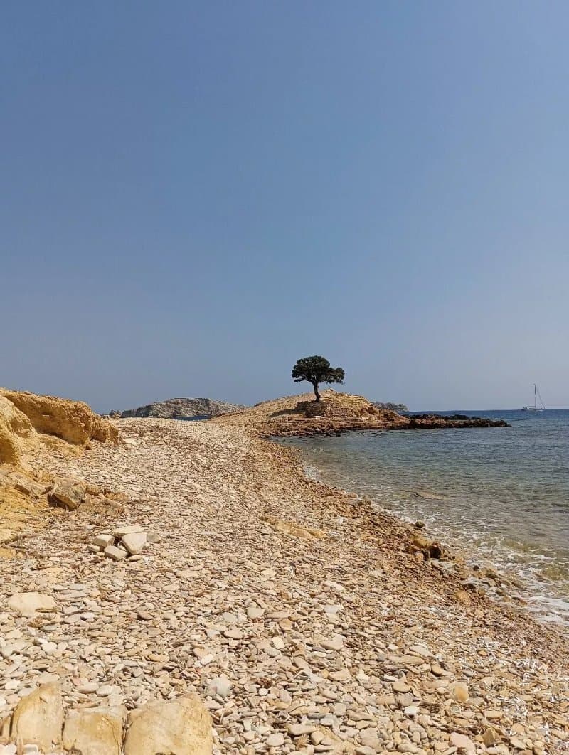 Monodendri