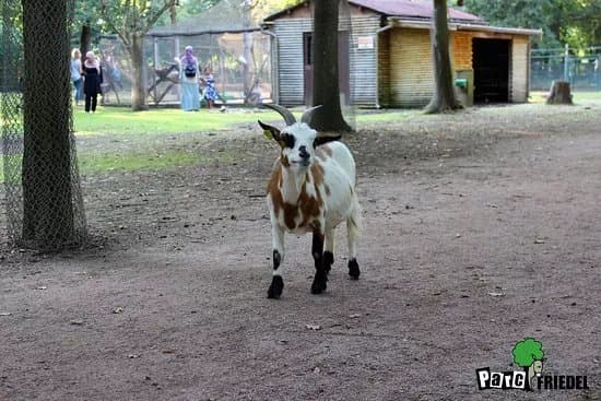 Parc Animalier Friedel
