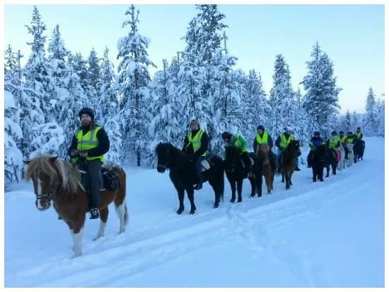Lapin Saaga Icelandic Horse Stable in Levi