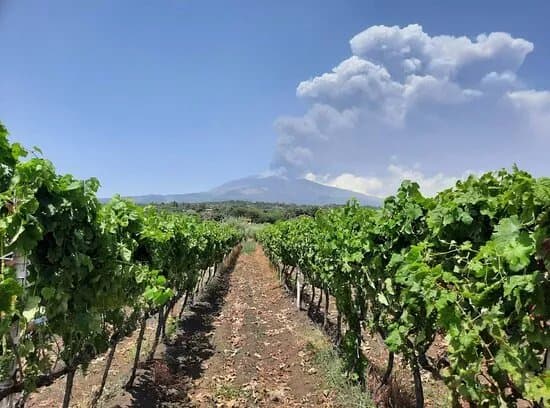 Tenuta Papale