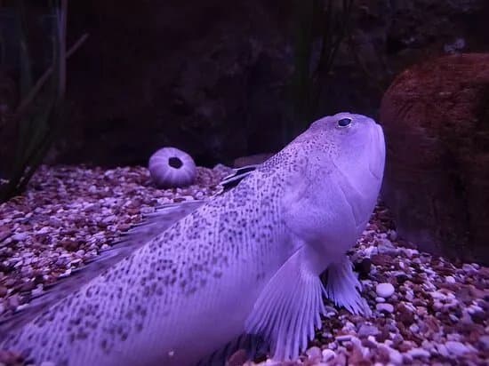 Aquarium Boka