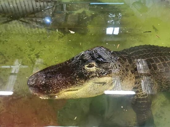 The National Reptile Zoo