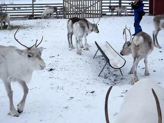 Ounaskievari Reindeer Farm
