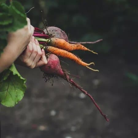 The Root Cellar