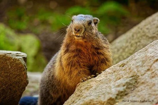 Parc Animalier Des Pyrenees