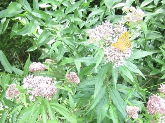 Wild Herbs Garden Haimburger