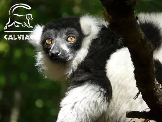 Reserve Zoologique De Calviac
