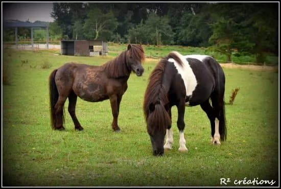 Poney Club de Guidel