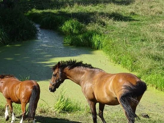 Manege Van Loon