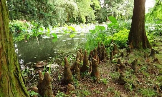 Botanical Garden of the University of Szeged