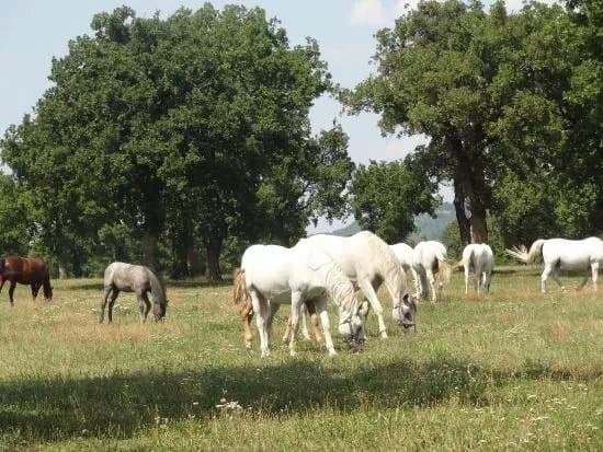 Lipica Stud Farm - Kobilarna Lipica