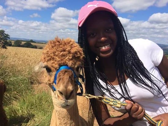 Temevale Alpacas