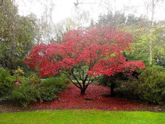 Peckham Rye Park