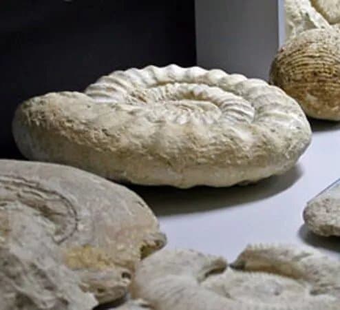Muzeum SkamienialoSci i Mineralow