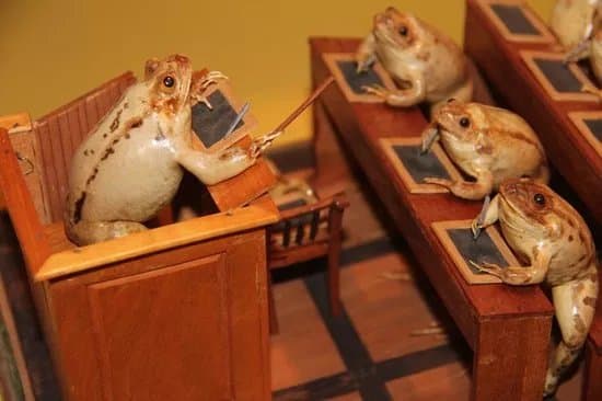 Musee d'Estavayer-le-Lac et ses Grenouilles