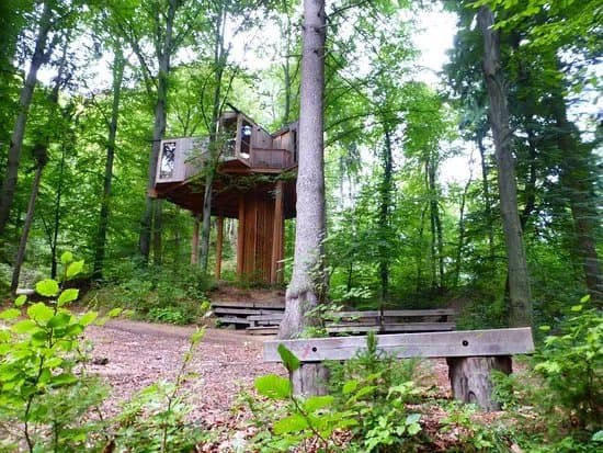 City Forrest Tree House