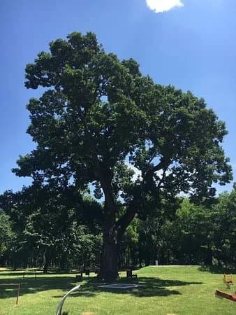 The Forest Park Adica