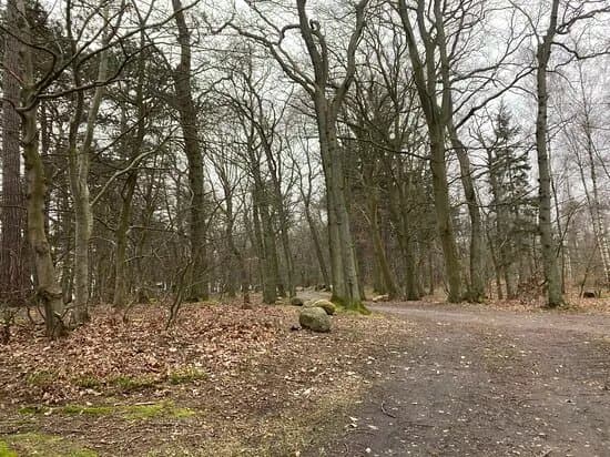 Kongsore Skov