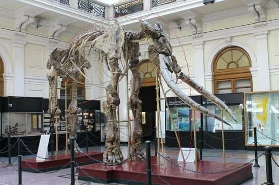 Museo Civico di Storia Naturale Giacomo Doria