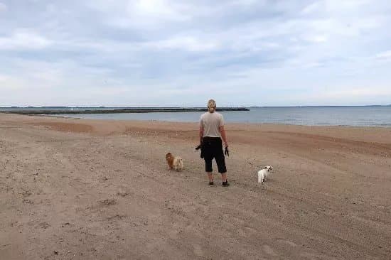 Dog Beach