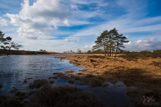 Grenspark de Zoom-Kalmthoutse Heide